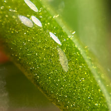 Load image into Gallery viewer, Green Apple