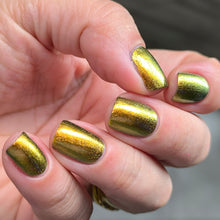 Load image into Gallery viewer, Phoenix - Golden Bellied Starfront let
