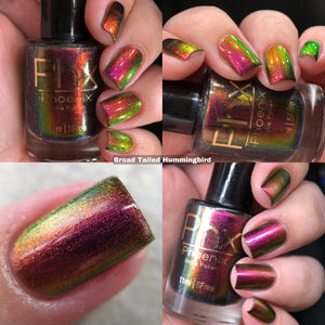 Phoenix - Broad Tiled Hummingbird