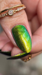 Phoenix - Green Breasted Mango