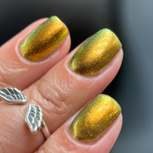 Load image into Gallery viewer, Phoenix - Golden Bellied Starfront let