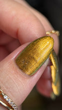 Load image into Gallery viewer, Phoenix - Golden Bellied Starfront let